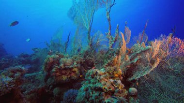 Deniz hayatı mercan bahçesi. Sualtı tropikal renkli yumuşak sert mercanlar deniz manzarası. Su altı balık resifi denizcisi. Tropik renkli sualtı deniz manzarası.