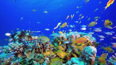 Deniz hayatı mercan bahçesi aslan balığı. Sualtı tropikal renkli yumuşak sert mercanlar deniz manzarası. Su altı balık resifi denizcisi. Tropik renkli sualtı deniz manzarası.