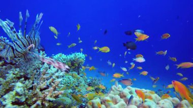 Deniz Hayatı Balık Sahnesi Aslan Balığı. Sualtı tropikal renkli yumuşak sert mercanlar deniz manzarası. Su altı balık resifi denizcisi. Tropik renkli sualtı deniz manzarası.