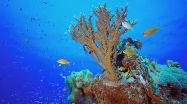 Deniz hayatı tropikal balık bahçesi. Sualtı tropikal renkli yumuşak sert mercanlar deniz manzarası. Su altı balık resifi denizcisi. Tropik renkli sualtı deniz manzarası.