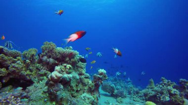 Deniz Tropik Denizi. Sualtı tropikal renkli yumuşak sert mercanlar deniz manzarası. Su altı balık resifi denizcisi. Tropik renkli sualtı deniz manzarası.