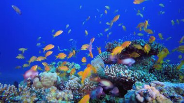 Deniz altı mercan bahçesi. Sualtı tropikal renkli yumuşak sert mercanlar deniz manzarası. Su altı balık resifi denizcisi. Tropik renkli sualtı deniz manzarası.