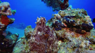 Kızıl Ahtapot Su Altında. Tropik sualtı balığı. Su altı balık resifi denizcisi. Yumuşak ve sert mercanlar. Su altı balık bahçesi resifi. Mercan bahçesi deniz manzarası
