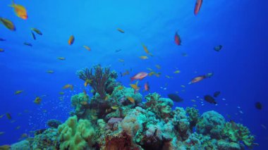 Resif Mercan Bahçesi Sualtı Hayatı. Tropik sualtı balığı. Su altı balık resifi denizcisi. Yumuşak ve sert mercanlar. Su altı balık bahçesi resifi. Mercan bahçesi deniz manzarası