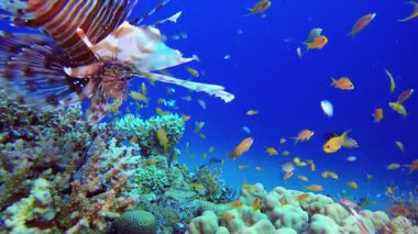 Resif mercan bahçesi sualtı aslan balığı. Tropik sualtı balığı. Renkli tropikal mercan resifi. Sahne resifi. Deniz yaşamı deniz dünyası. Su altı balık resifi denizcisi.