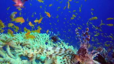Resif mercan bahçesi sualtı aslan balığı. Tropik sualtı balığı. Renkli tropikal mercan resifi. Sahne resifi. Deniz yaşamı deniz dünyası. Su altı balık resifi denizcisi.