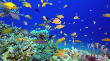 Resif Sahne Mercanları ve Aslan Balığı. Tropik sualtı balığı. Renkli tropikal mercan resifi. Sahne resifi. Deniz yaşamı deniz dünyası. Su altı balık resifi denizcisi.