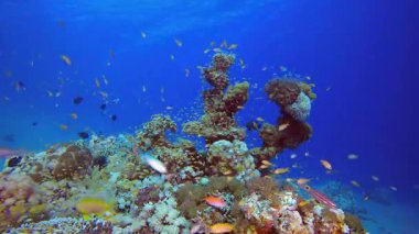 Su altındaki resif mercan bahçesi. Tropik sualtı balığı. Renkli tropikal mercan resifi. Sahne resifi. Deniz yaşamı deniz dünyası. Su altı balık resifi denizcisi.