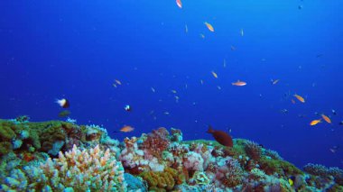 Su altındaki resif mercan bahçesi. Tropik sualtı balığı. Renkli tropikal mercan resifi. Sahne resifi. Deniz yaşamı deniz dünyası. Su altı balık resifi denizcisi.