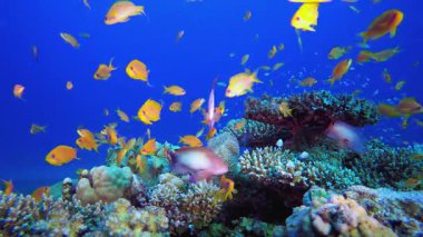 Su altındaki resif Tropikal Mercan Bahçesi. Tropik sualtı balığı. Renkli tropikal mercan resifi. Sahne resifi. Deniz yaşamı deniz dünyası. Su altı balık resifi denizcisi.