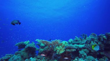 Su altındaki resif tropikal mercanlar. Tropik sualtı balığı. Renkli tropikal mercan resifi. Sahne resifi. Deniz yaşamı deniz dünyası. Su altı balık resifi denizcisi.