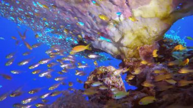 Tropik Deniz Resifi. Tropik sualtı balığı. Renkli tropikal mercan resifi. Sahne resifi. Deniz yaşamı deniz dünyası. Su altı balık resifi denizcisi.