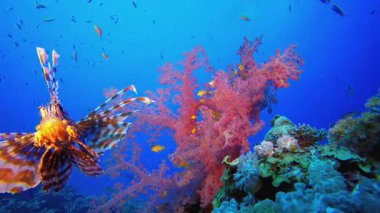 Yumuşak Mercan Brokoli Aslan Balığı. Tropik sualtı balığı. Renkli tropikal mercan resifi. Sahne resifi. Deniz yaşamı deniz dünyası. Su altı balık resifi denizcisi.