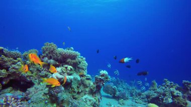 Tropik Bayrak Balığı. Tropik sualtı balığı. Renkli tropikal mercan resifi. Sahne resifi. Deniz yaşamı deniz dünyası. Su altı balık resifi denizcisi.