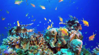 Tropik Mavi Deniz Aslan Balığı. Tropik sualtı balığı. Renkli tropikal mercan resifi. Sahne resifi. Deniz yaşamı deniz dünyası. Su altı balık resifi denizcisi.