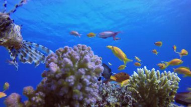 Tropik Mavi Deniz Aslan Balığı. Tropik sualtı balığı. Renkli tropikal mercan resifi. Sahne resifi. Deniz yaşamı deniz dünyası. Su altı balık resifi denizcisi.