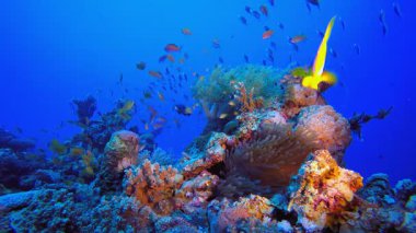 Tropikal Palyaço Balığı Renkli Sualtı Deniz Burnu. Tropik sualtı balığı. Renkli tropikal mercan resifi. Sahne resifi. Deniz yaşamı deniz dünyası. Su altı balık resifi denizcisi.