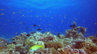 Tropik Renkli Deniz Burnu. Tropik sualtı balığı. Renkli tropikal mercan resifi. Sahne resifi. Deniz yaşamı deniz dünyası. Su altı balık resifi denizcisi.