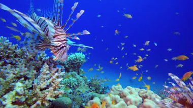 Tropik Renkli Sualtı Deniz Burnu Aslan Balığı. Tropik sualtı balığı. Renkli tropikal mercan resifi. Sahne resifi. Deniz yaşamı deniz dünyası. Su altı balık resifi denizcisi.