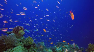 Tropikal Mercan Bahçe Hayatı. Tropik sualtı balığı. Renkli tropikal mercan resifi. Sahne resifi. Deniz yaşamı deniz dünyası. Su altı balık resifi denizcisi.