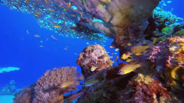 Tropikal Mercan Bahçe Hayatı. Tropik sualtı balığı. Renkli tropikal mercan resifi. Sahne resifi. Deniz yaşamı deniz dünyası. Su altı balık resifi denizcisi.