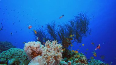 Tropikal Mercan Bahçesi Suyun altında. Tropik sualtı balığı. Renkli tropikal mercan resifi. Sahne resifi. Deniz yaşamı deniz dünyası. Su altı balık resifi denizcisi.