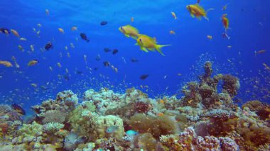 Tropik Mercan Bahçesi Su Altında Yaşam. Tropik sualtı balığı. Renkli tropikal mercan resifi. Sahne resifi. Deniz yaşamı deniz dünyası. Su altı balık resifi denizcisi.