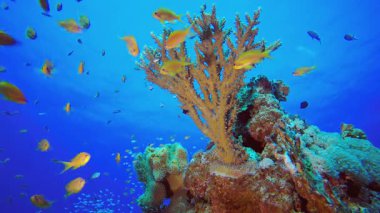 Tropik Mercan Bahçesi Su Altında Yaşam. Tropik sualtı balığı. Renkli tropikal mercan resifi. Sahne resifi. Deniz yaşamı deniz dünyası. Su altı balık resifi denizcisi.