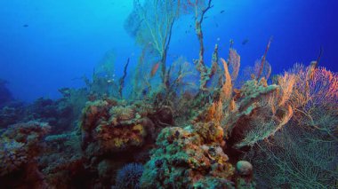 Tropik Mercan Resifi. Tropik sualtı balığı. Renkli tropikal mercan resifi. Sahne resifi. Deniz yaşamı deniz dünyası. Su altı balık resifi denizcisi.