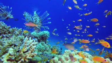 Tropik Mercan Kayalıkları Aslan Balığı. Su altı renkli deniz balığı. Tropik resif denizcisi. Mercanlar tropikal yaşam. Mercan bahçesi deniz manzarası. Mavi su arkaplanı.