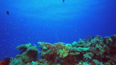 Tropik Balık Mercan Deniz Resifi. Su altı renkli deniz balığı. Tropik resif denizcisi. Mercanlar tropikal yaşam. Mercan bahçesi deniz manzarası. Mavi su arkaplanı.