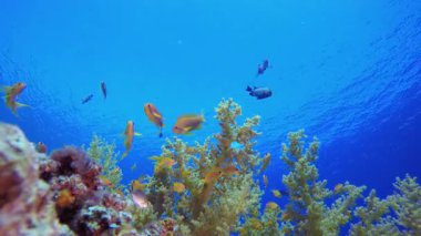 Tropik Balık Mercan Deniz Resifi. Su altı renkli deniz balığı. Tropik resif denizcisi. Mercanlar tropikal yaşam. Mercan bahçesi deniz manzarası. Mavi su arkaplanı.