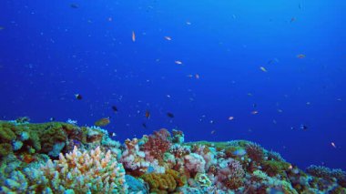 Tropik Balık Mercanları Deniz Resifi. Su altı renkli deniz balığı. Tropik resif denizcisi. Mercanlar tropikal yaşam. Mercan bahçesi deniz manzarası. Mavi su arkaplanı.