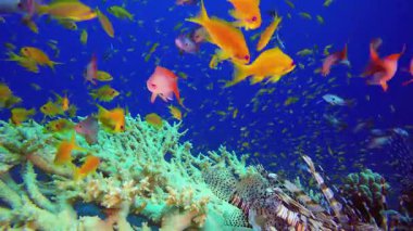 Tropikal Aslan Balığı Su altı Mercan Resifi. Su altı renkli deniz balığı. Tropik resif denizcisi. Mercanlar tropikal yaşam. Mercan bahçesi deniz manzarası. Mavi su arkaplanı.
