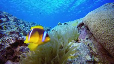 Tropik resif sualtı palyaço balığı. Su altı renkli deniz balığı. Tropik resif denizcisi. Mercanlar tropikal yaşam. Mercan bahçesi deniz manzarası. Mavi su arkaplanı.