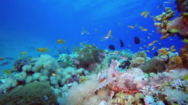 Tropik Akrep Balığı Suyun Altında Renkli. Su altı renkli deniz balığı. Tropik resif denizcisi. Mercanlar tropikal yaşam. Mercan bahçesi deniz manzarası. Mavi su arkaplanı.