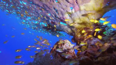 Tropikal Deniz Balıkları Su Altında. Su altı renkli deniz balığı. Tropik resif denizcisi. Mercanlar tropikal yaşam. Mercan bahçesi deniz manzarası. Mavi su arkaplanı.
