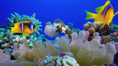 Tropik Sualtı Palyaço Balığı ve Deniz Amonları. Su altı renkli deniz balığı. Tropik resif denizcisi. Mercanlar tropikal yaşam. Mercan bahçesi deniz manzarası. Mavi su arkaplanı.