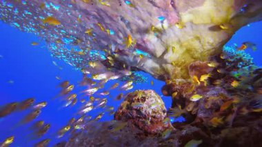 Tropik Su altı Renkli Resifi. Su altı renkli deniz balığı. Tropik resif denizcisi. Mercanlar tropikal yaşam. Mercan bahçesi deniz manzarası. Mavi su arkaplanı.