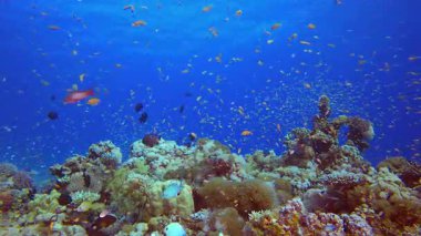Tropik Su altı Renkli Resifi. Su altı renkli deniz balığı. Tropik resif denizcisi. Mercanlar tropikal yaşam. Mercan bahçesi deniz manzarası. Mavi su arkaplanı.