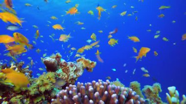 Tropik Sualtı Renkli Deniz Balıkları. Su altı renkli deniz balığı. Tropik resif denizcisi. Mercanlar tropikal yaşam. Mercan bahçesi deniz manzarası. Mavi su arkaplanı.