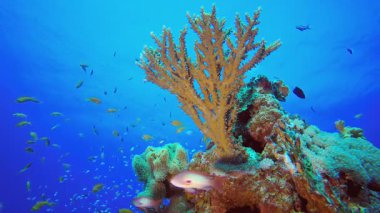 Tropik sualtı balık resifi. Su altı renkli deniz balığı. Tropik resif denizcisi. Mercanlar tropikal yaşam. Mercan bahçesi deniz manzarası. Mavi su arkaplanı.