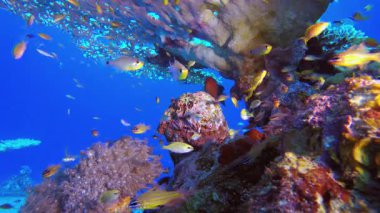 Tropik sualtı balık resifi. Su altı renkli deniz balığı. Tropik resif denizcisi. Mercanlar tropikal yaşam. Mercan bahçesi deniz manzarası. Mavi su arkaplanı.