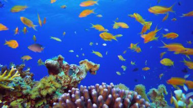 Tropik sualtı portakal balığı resifi. Su altı renkli deniz balığı. Tropik resif denizcisi. Mercanlar tropikal yaşam. Mercan bahçesi deniz manzarası. Mavi su arkaplanı.