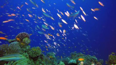 Tropik Su altı Resifi. Su altı renkli deniz balığı. Tropik resif denizcisi. Mercanlar tropikal yaşam. Mercan bahçesi deniz manzarası. Mavi su arkaplanı.