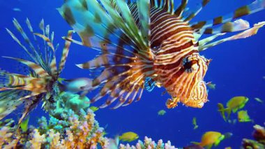 Tropik Mercan Bahçesi Aslan Balığı. Su altı renkli deniz balığı. Tropik resif denizcisi. Mercanlar tropikal yaşam. Mercan bahçesi deniz manzarası. Mavi su arkaplanı.