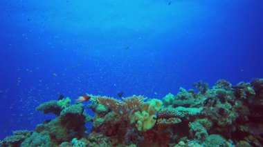 Su altı Güzel Sahne. Su altı renkli deniz balığı. Tropik resif denizcisi. Mercanlar tropikal yaşam. Mercan bahçesi deniz manzarası. Mavi su arkaplanı.
