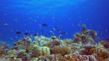 Su altı Güzel Sahne. Su altı renkli deniz balığı. Tropik resif denizcisi. Mercanlar tropikal yaşam. Mercan bahçesi deniz manzarası. Mavi su arkaplanı.