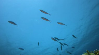 Sualtı Mavi Su Balığı. Tropik mavi su. Deniz dalgaları. Mavi su arka planı. Yüzey deniz suyu. Mavi turkuaz deniz dalgaları.