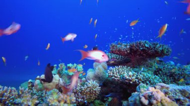 Sualtı Mavi Su Tropik Resifi. Su altı renkli deniz balığı. Tropik resif denizcisi. Mercanlar tropikal yaşam. Mercan bahçesi deniz manzarası. Mavi su arkaplanı.